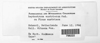 Lophodermium seditiosum image